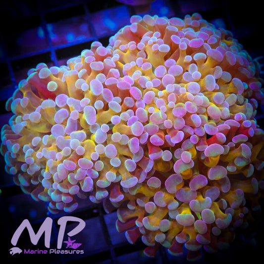 Yellow Hologram Frammer Coral - (Cut to Order)