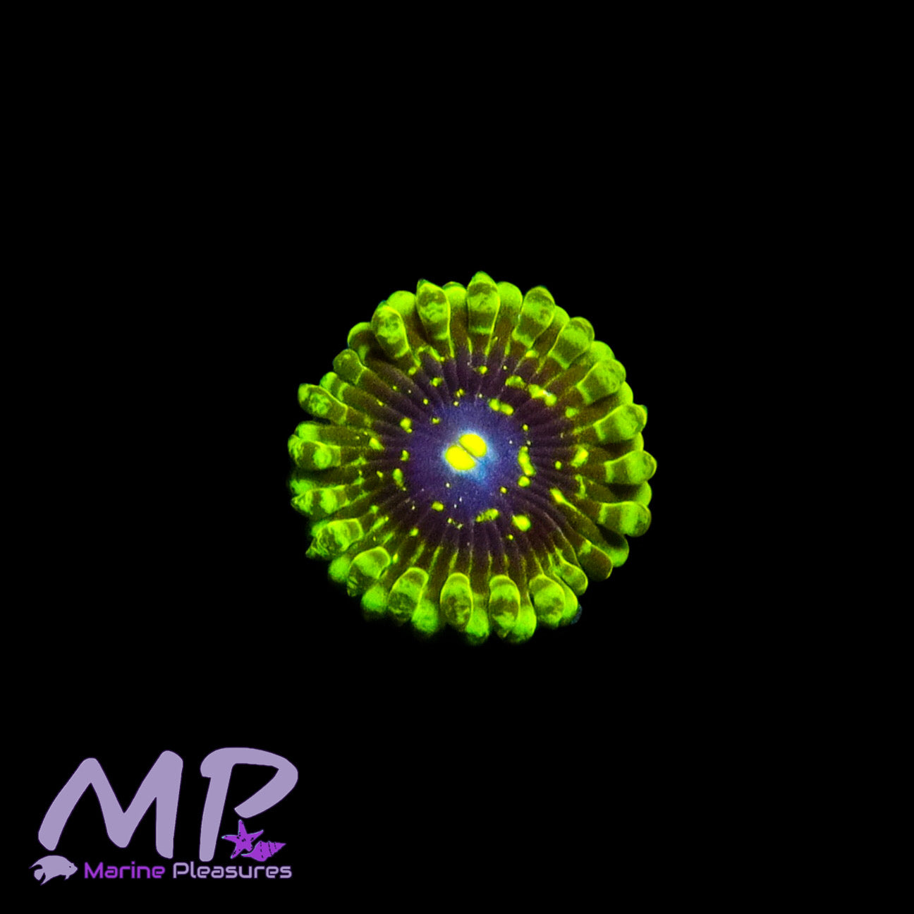 Exosphere Zoanthid (2 Polyps)