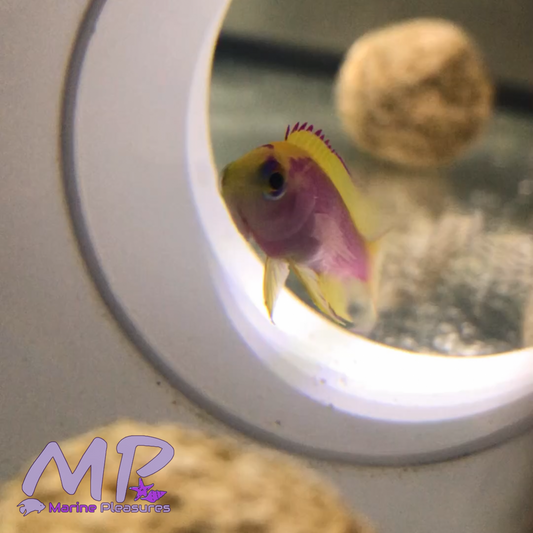 Tiny Japanese Ventralis Anthias - (Female)