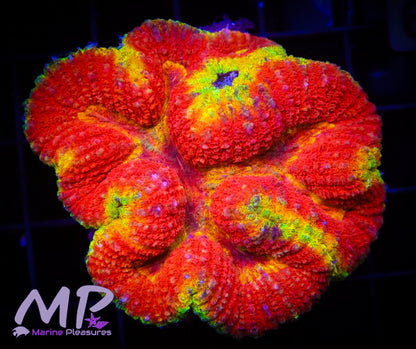 Lava Eruption Ultra Rainbow Symphyllia Coral