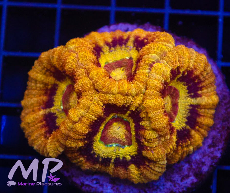 Gold Dust Master Acan