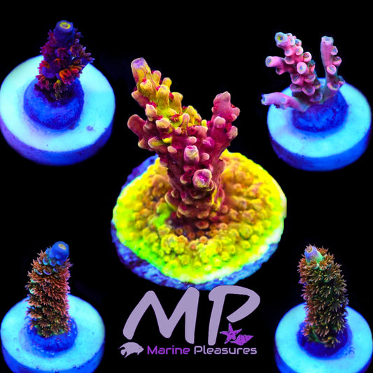 Acropora / Millepora - (5 Pack)