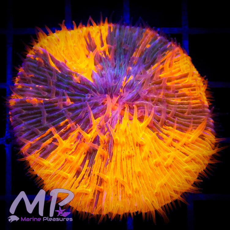 2.5" Ghost Rider Fungia Plate Coral