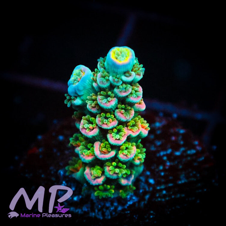 Widow Maker Rainbow Acropora Coral