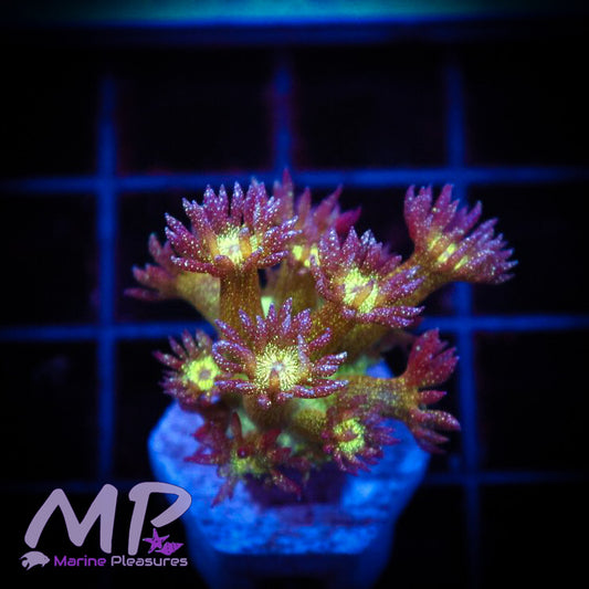 Og Glitter Bomb Goniopora Coral