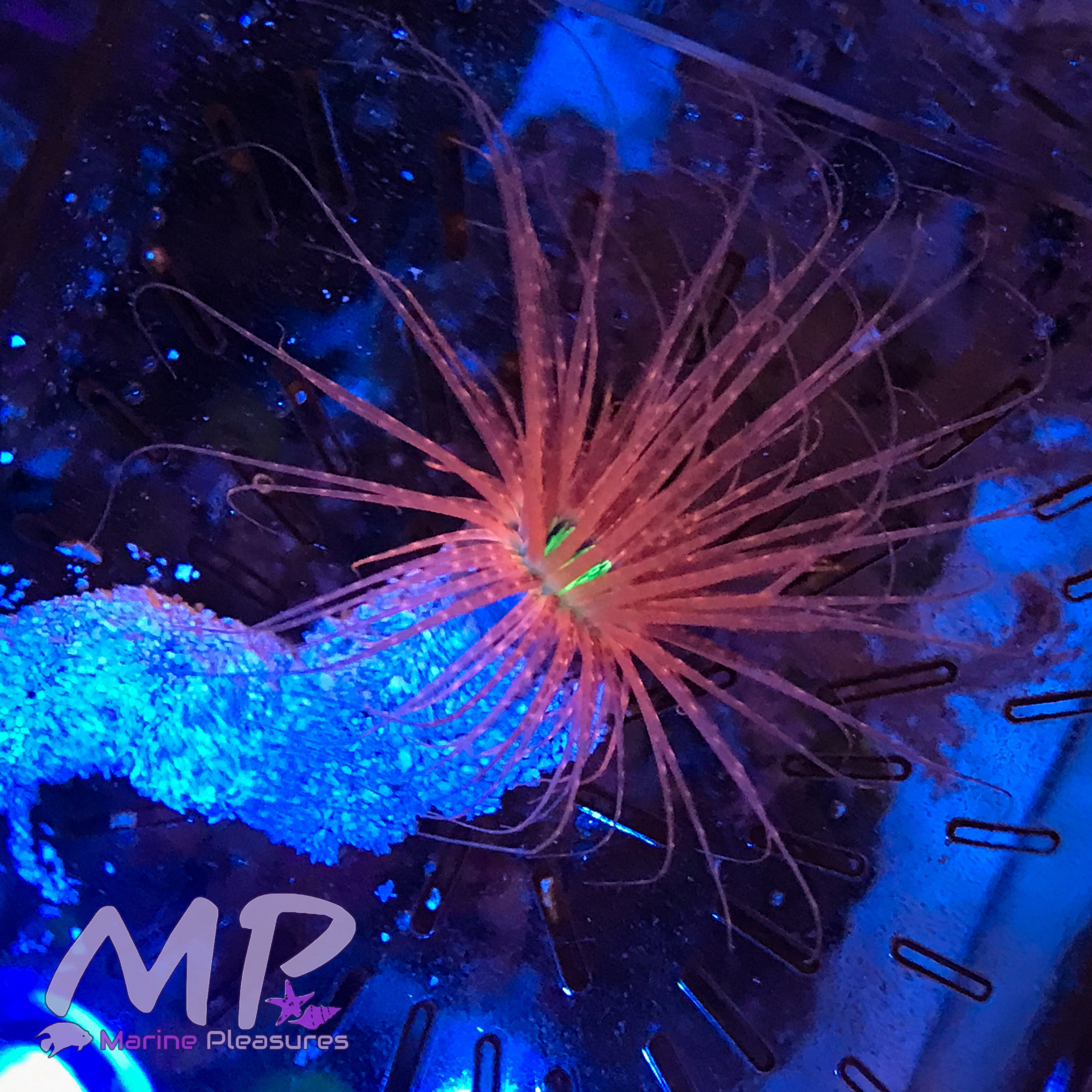 2.5" Orange Ultra Tube Anemone