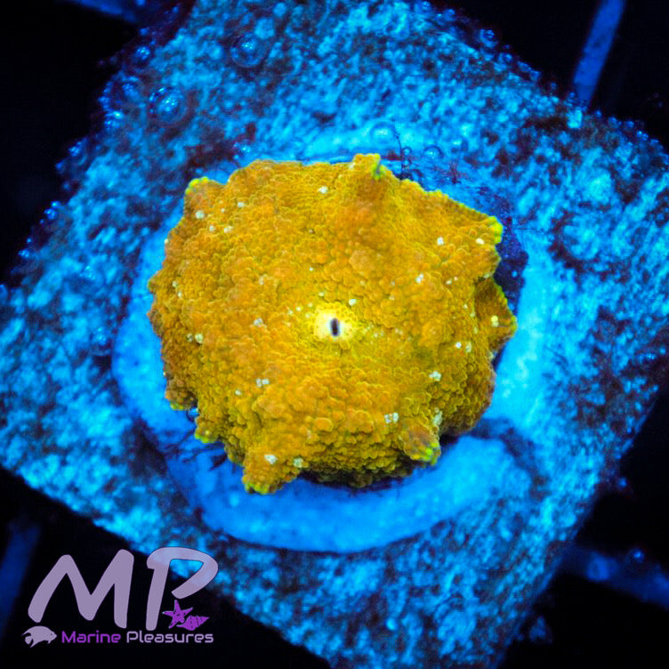 Gold Flake White Bounce Mushroom Coral