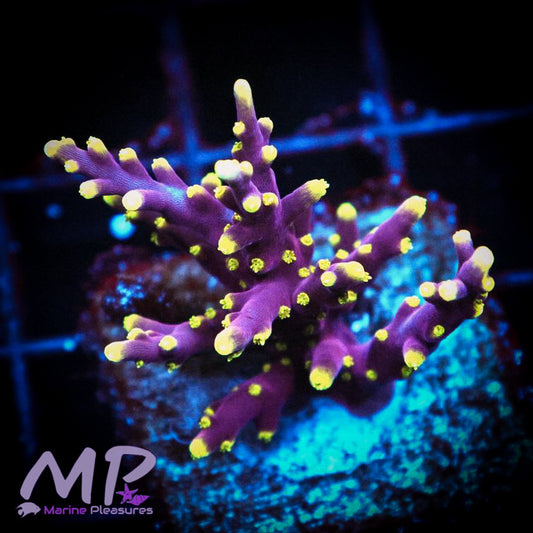 Ferrari Acropora - Mini colony