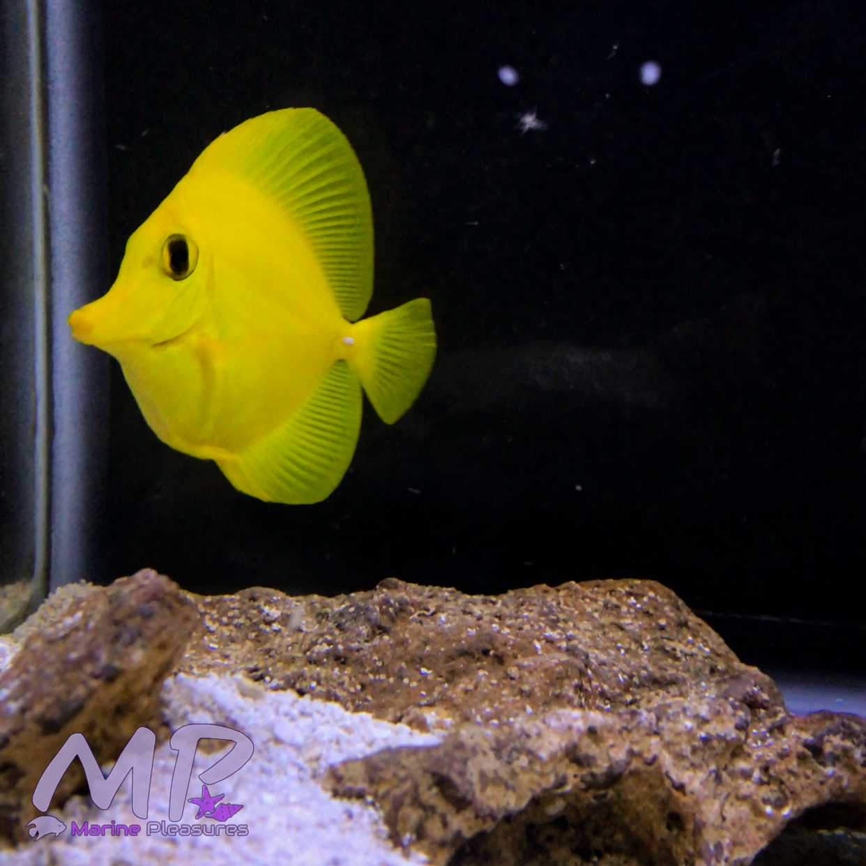 3" Yellow Tang