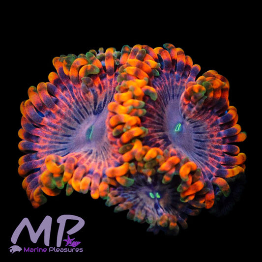 Fairy Fart Zoanthids - (1 Polyp)