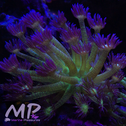 XL Aussie Og Glitter Bomb Goniopora Coral - (Show Size)