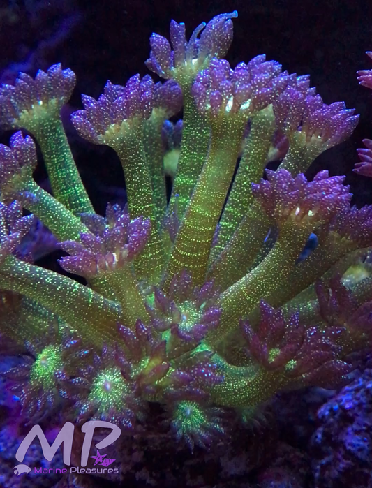 Aussie Queen Glitter Bomb Goniopora Coral - (1" Lg Frag)