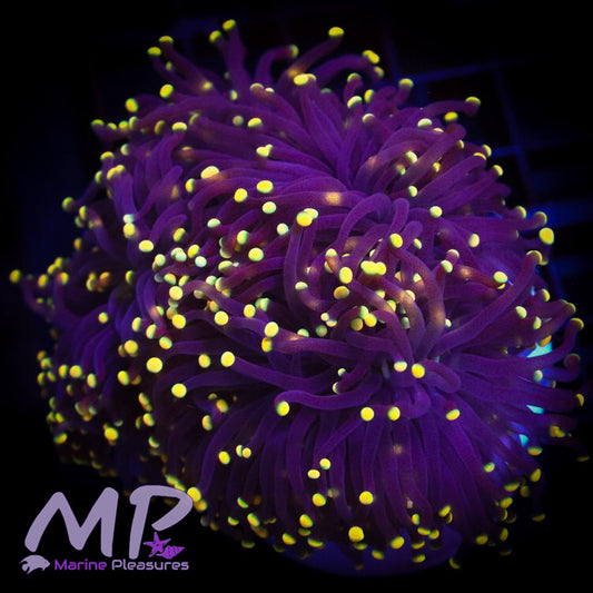 Yellow Tip Purple Torch Coral - (Cut to Order)