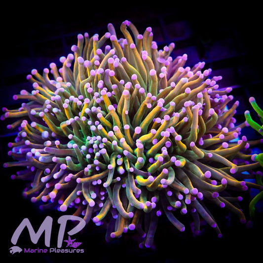 Purple Tip Holy Grail Torch Coral - (Cut to Order)