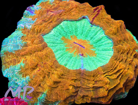 3.5" Magnificent Center-Piece Acanthophyllia Coral