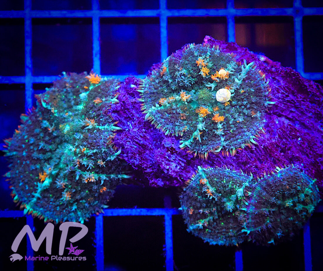 Magic Ball Bounce Mushroom Coral