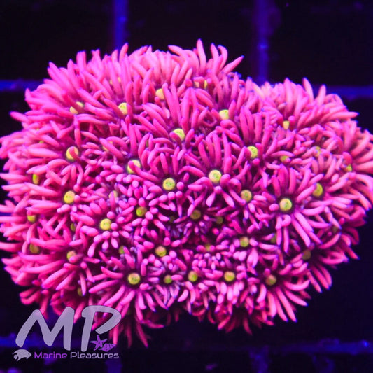 Pink Barbie Goniopora Coral - (Cut to Order)