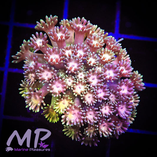 Pink Rainbow Goniopora Coral