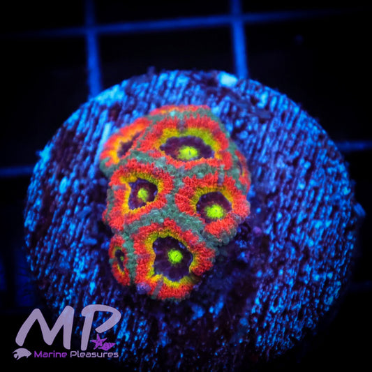 Holy Grail Micromussa Coral - (Lg Frag)