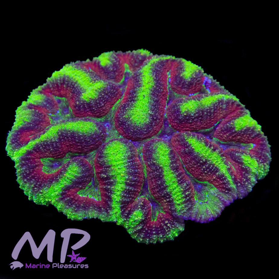 Purple Monster Toxic Symphyllia Coral - (Show Piece)