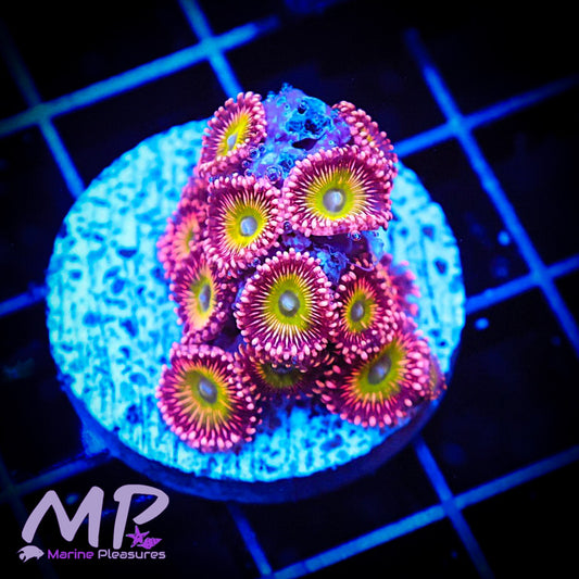 Princess Pink Zoanthids