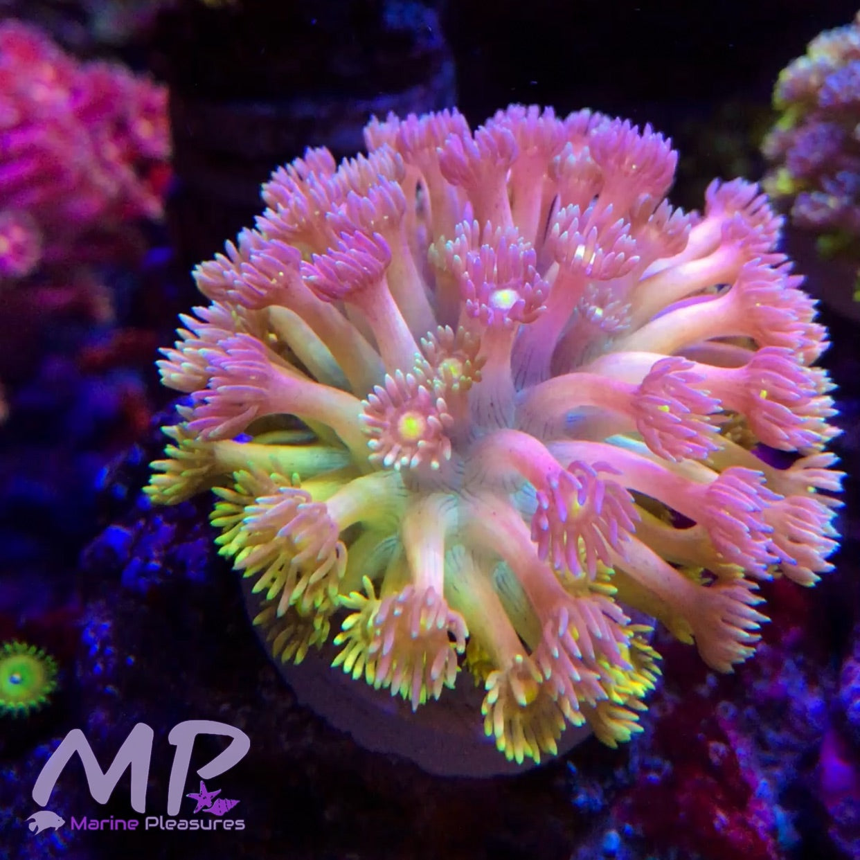 Yellow Eye Ultra Rainbow Goniopora Coral