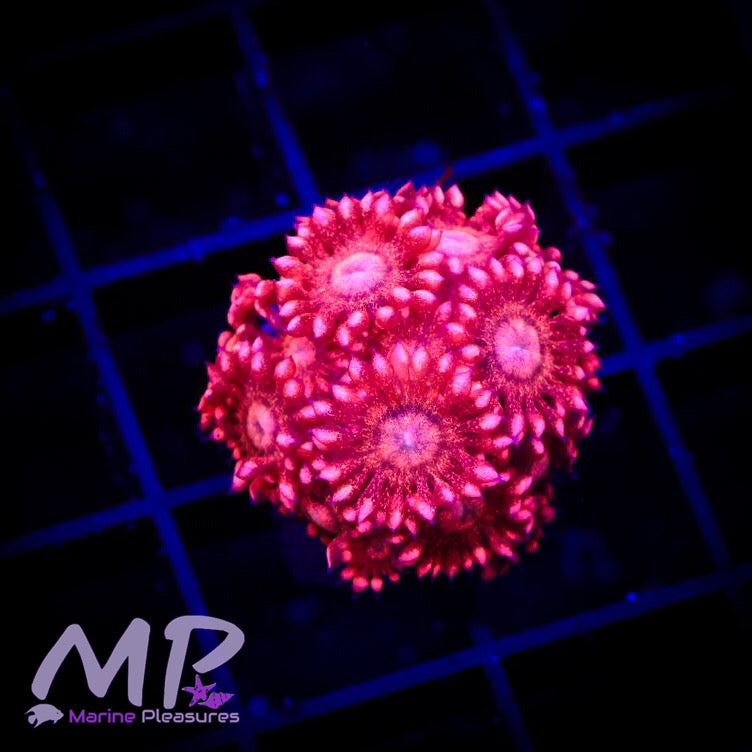 Hot Pink Red Glitter Bomb Goniopora -