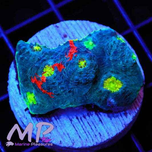 Jellybean Rainbow Chalice