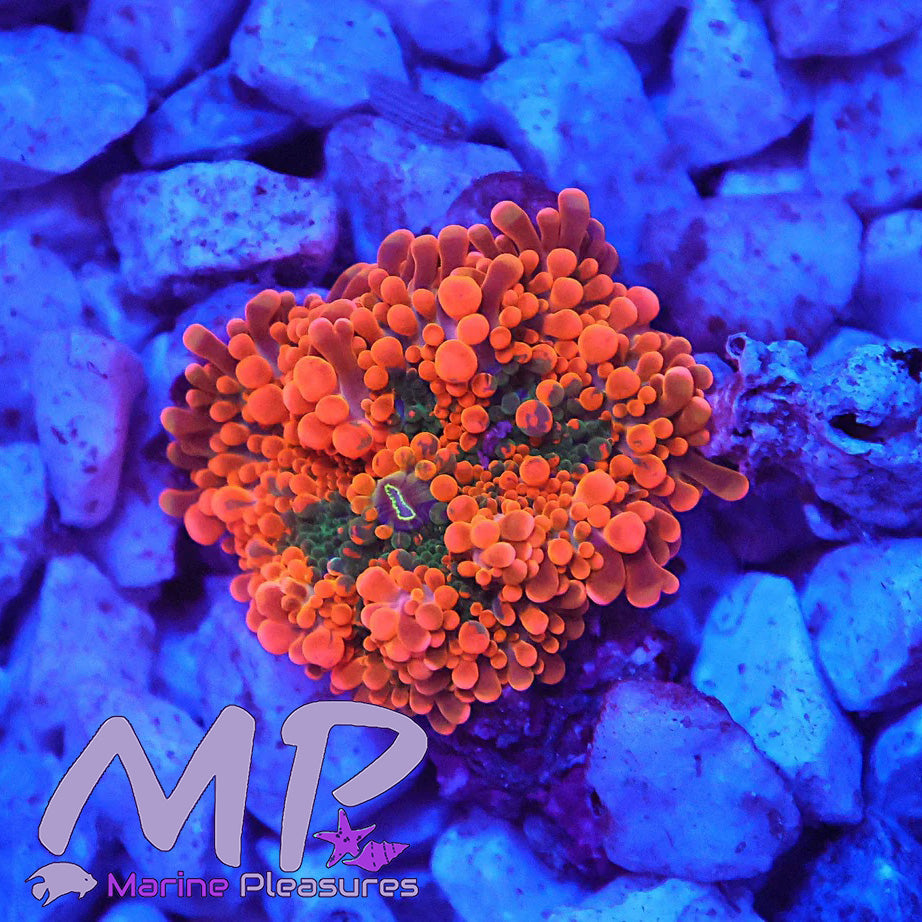 Orange Blast Ricordea Mushroom Coral