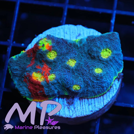 XL Jellybean Rainbow Chalice Coral