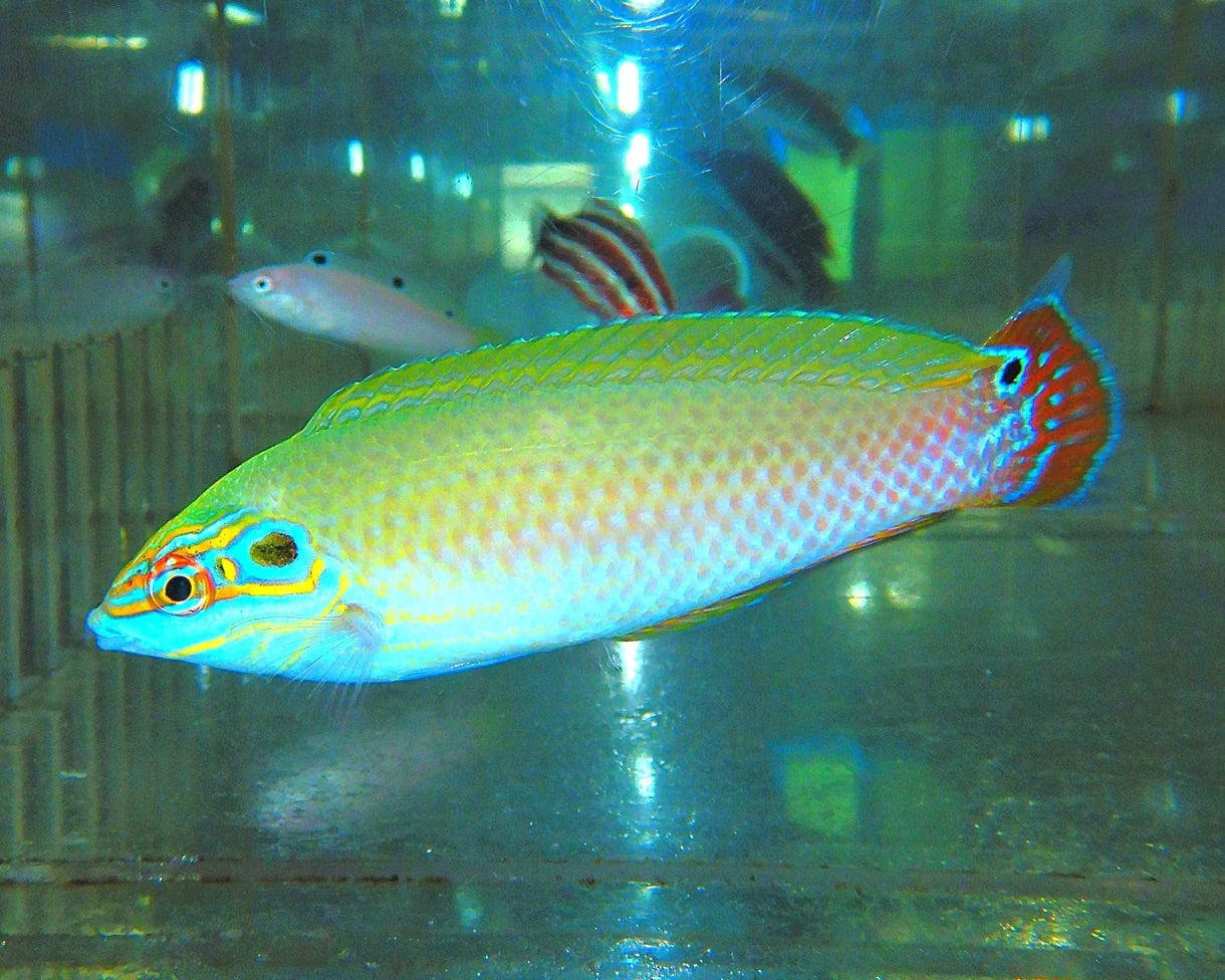 Earmuff Wrasse - (M/F PAIR)