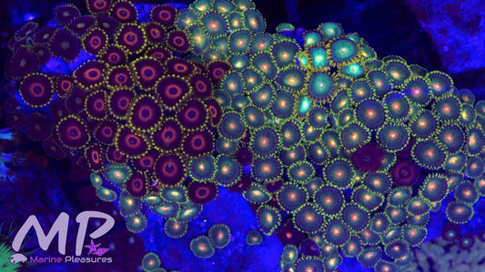 Zoanthids Colony