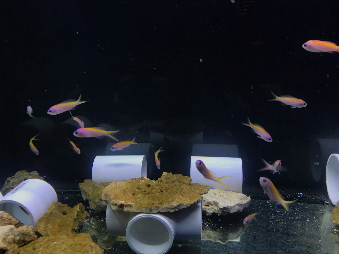 Evansi Anthias - F/F (School of 12 Juveniles)