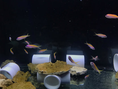 Evansi Anthias - F/F (School of 12 Juveniles)