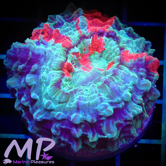 2" Nano Acanthophyllia Coral