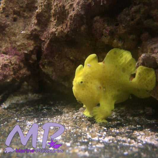 1.5" Super Yellow Anglerfish