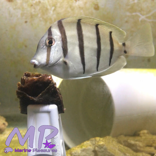 2.5" Convict Tang
