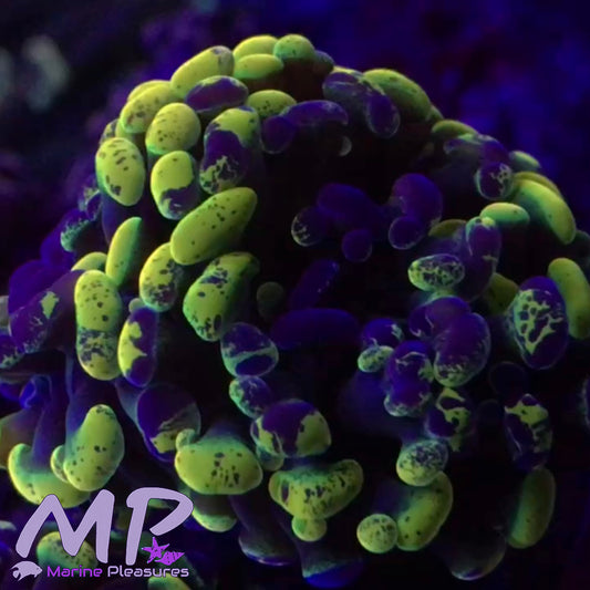 Yellow Splatter Hammer - (Branching)