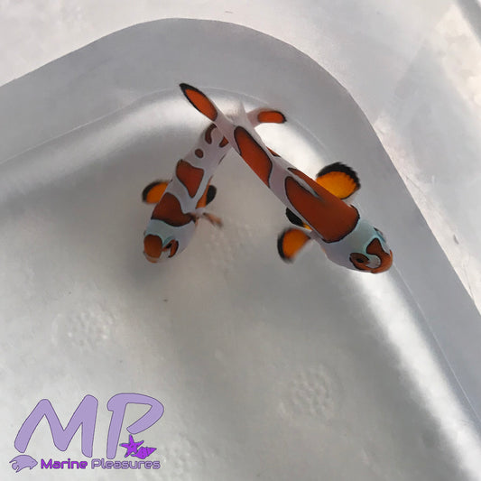 Orange Storm Clownfish (M/F Pair)