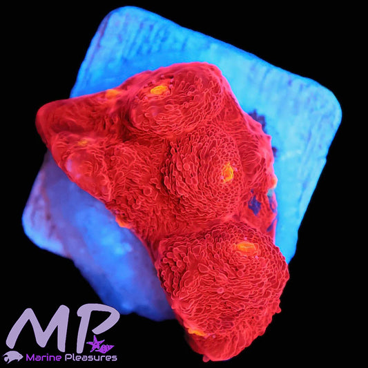 Jellybean Rainbow Chalice Coral - (Red Cut)