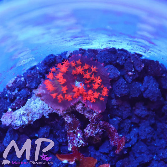 Dare Devil Bounce Mushroom Coral