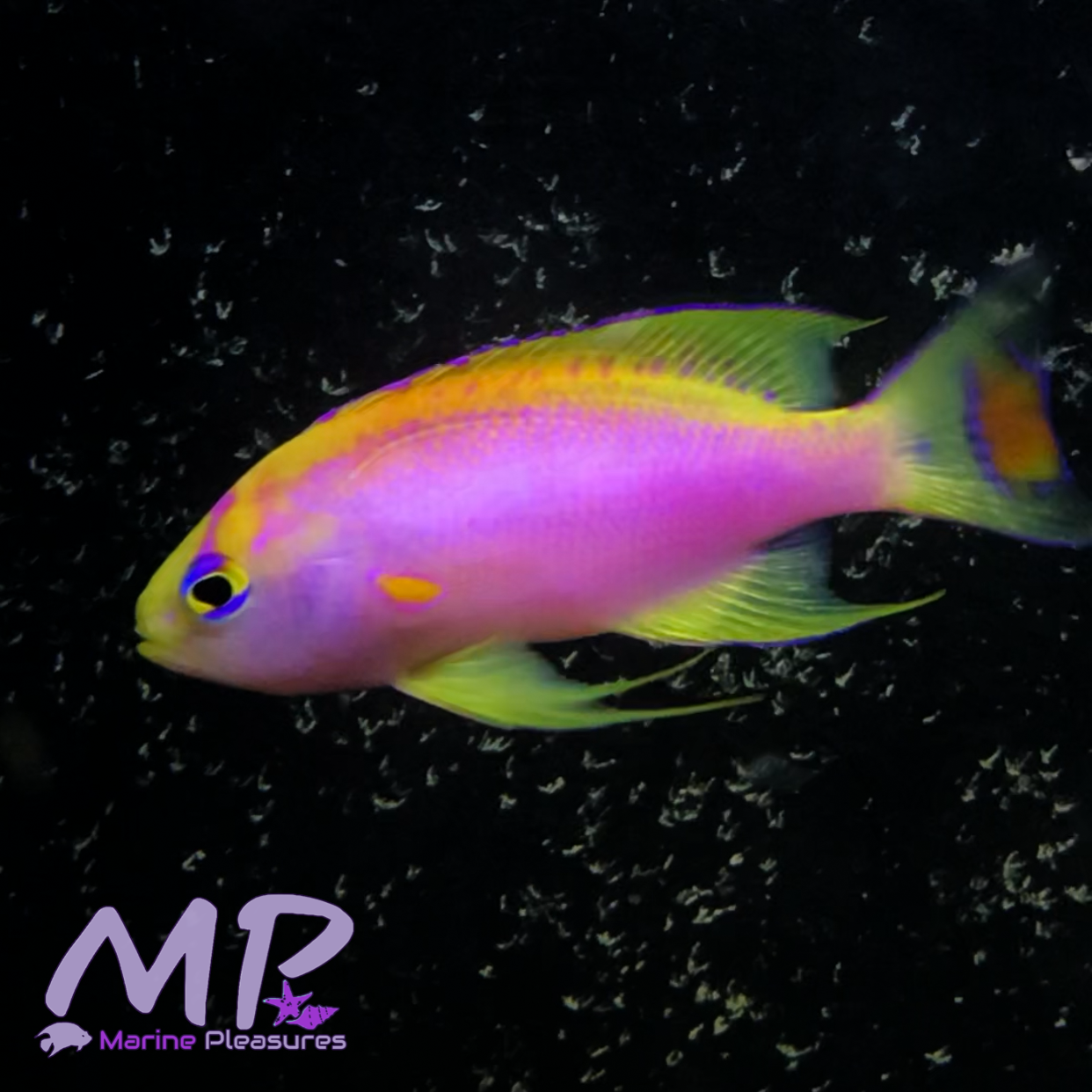 2.5" Japanese Ventralis Anthias - (Changing Male )