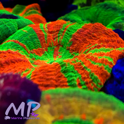 2.5" Australian Ultra Bleeding Apple Scolymia Coral