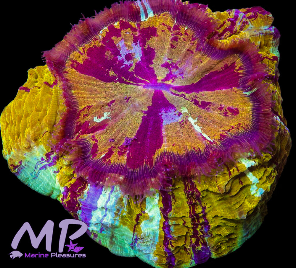 8" Ultra Gold Magnificent Bleeding Acanthophyllia