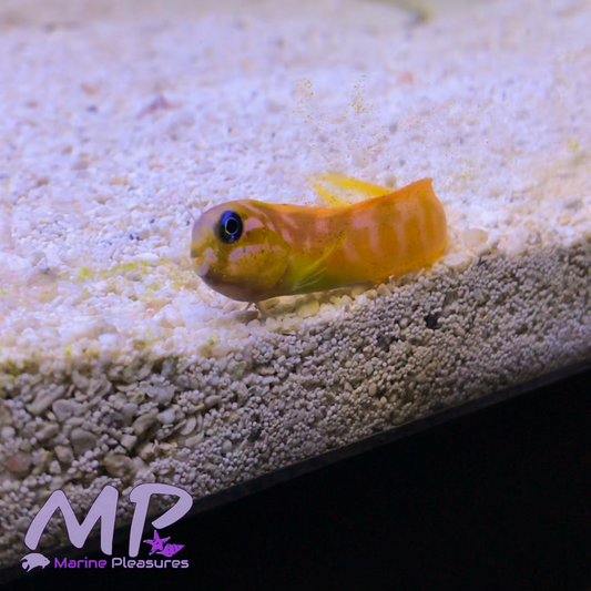 2" Midas Blenny - African