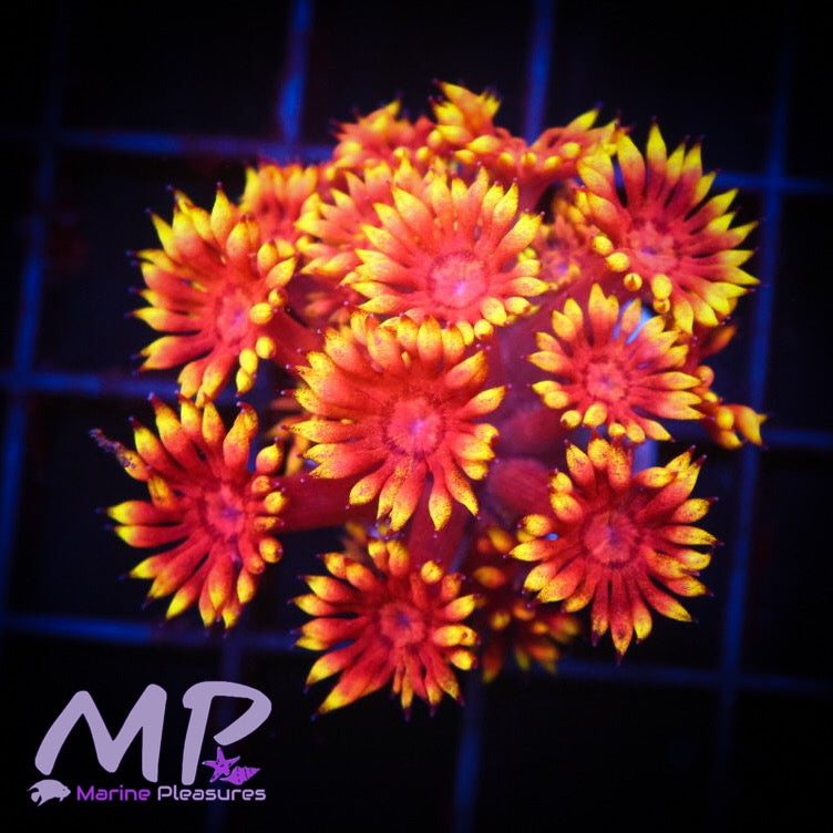 Jae's Atomic Balls Goniopora - (Cut to Order)