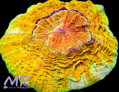 4" Mine of Gold Ultra Rainbow Acanthophyllia Coral