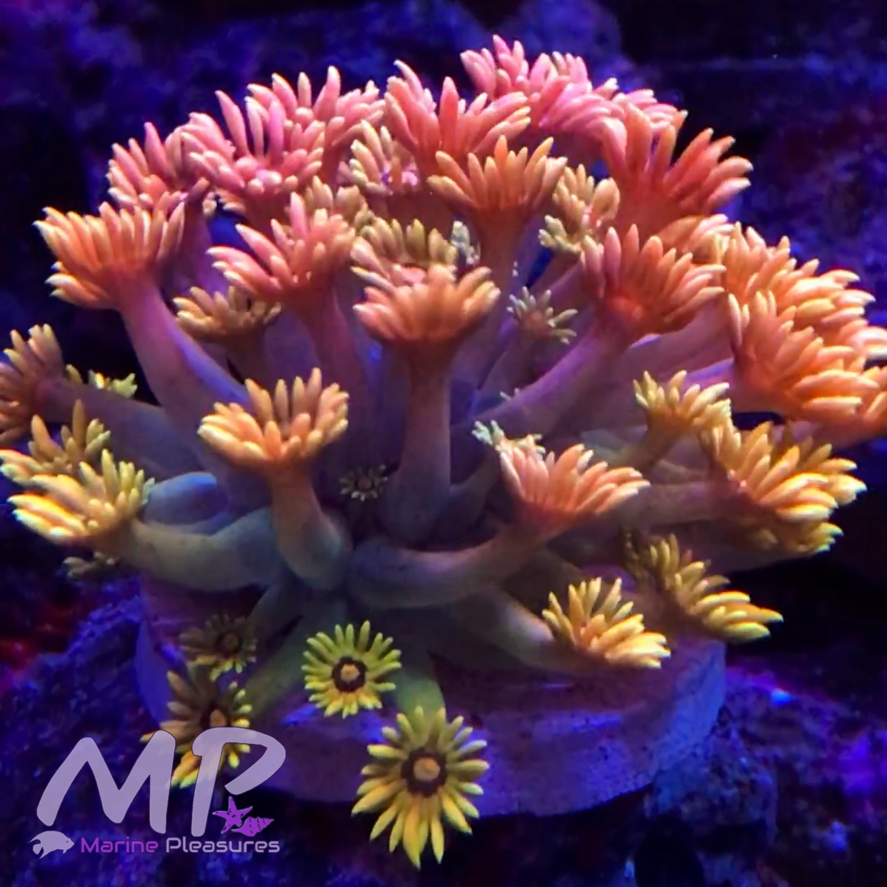 Yellow Ultra Rainbow Goniopora Coral - (Cut to Order)