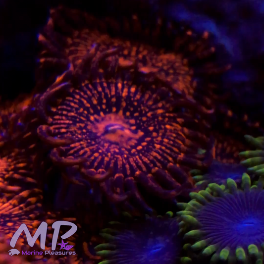 Stellar Darth Maul Zoanthids - (1Polyp)