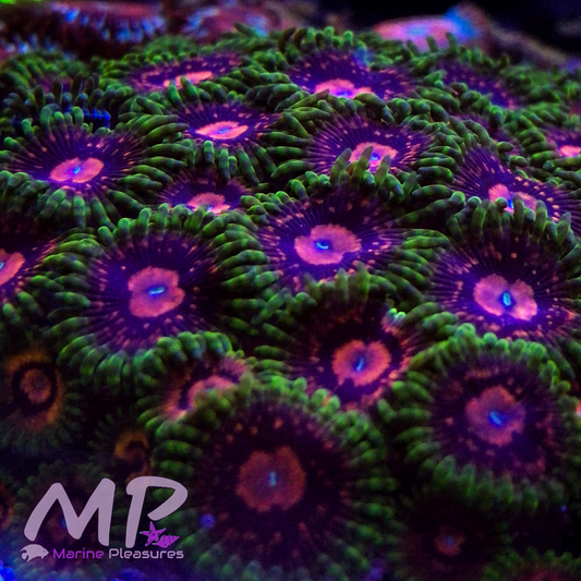 SBB Marvin The Martian Zoanthids